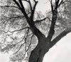 Έκθεση φωτογραφίαΣ του Γιώργου Μεσσαριτάκη Tree lines 